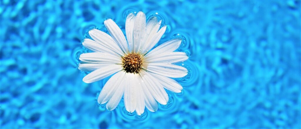 daisy flower, pool water surface, flower-5147010.jpg