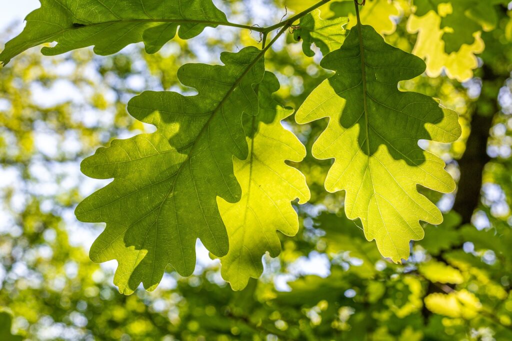 leaves, forest, oak-5151586.jpg