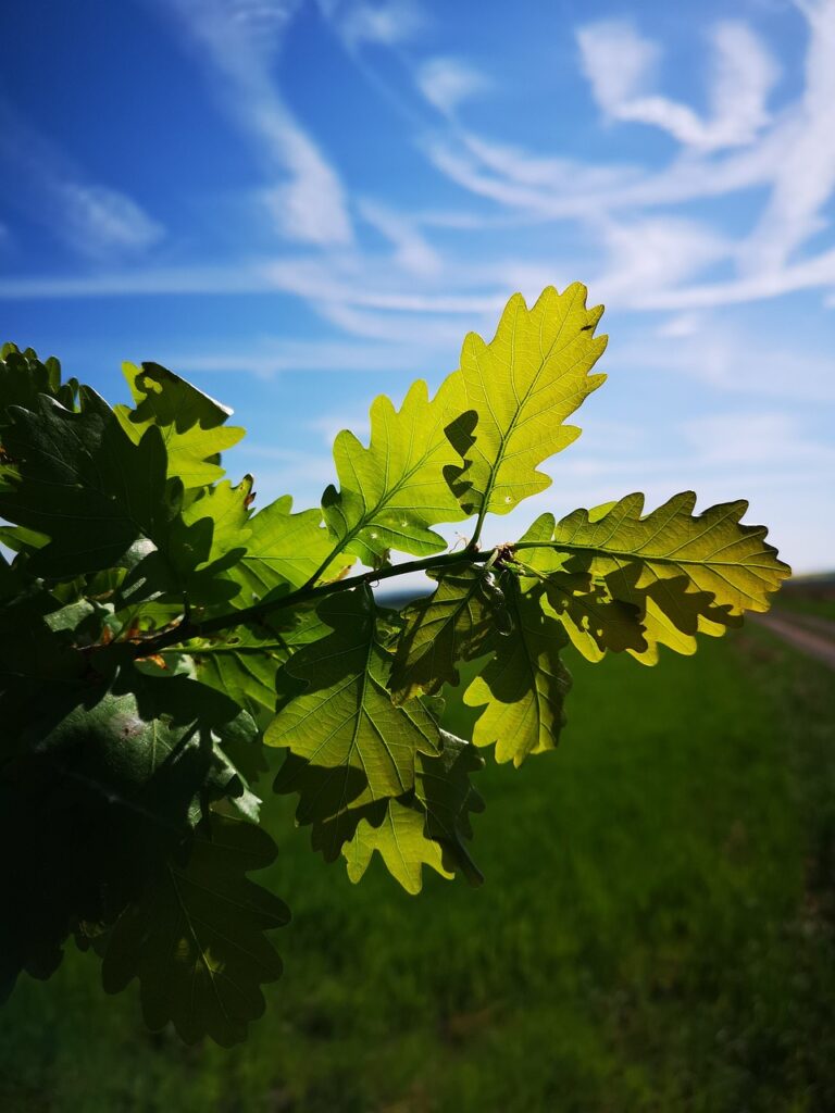 oak, leaves, green-4901864.jpg