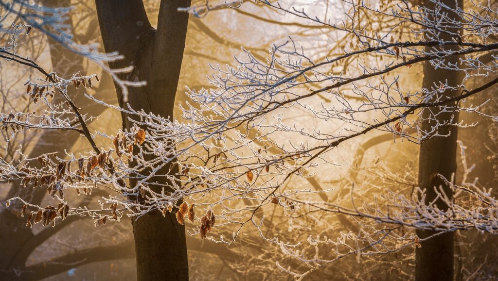 trees, branches, frost-3970434.jpg