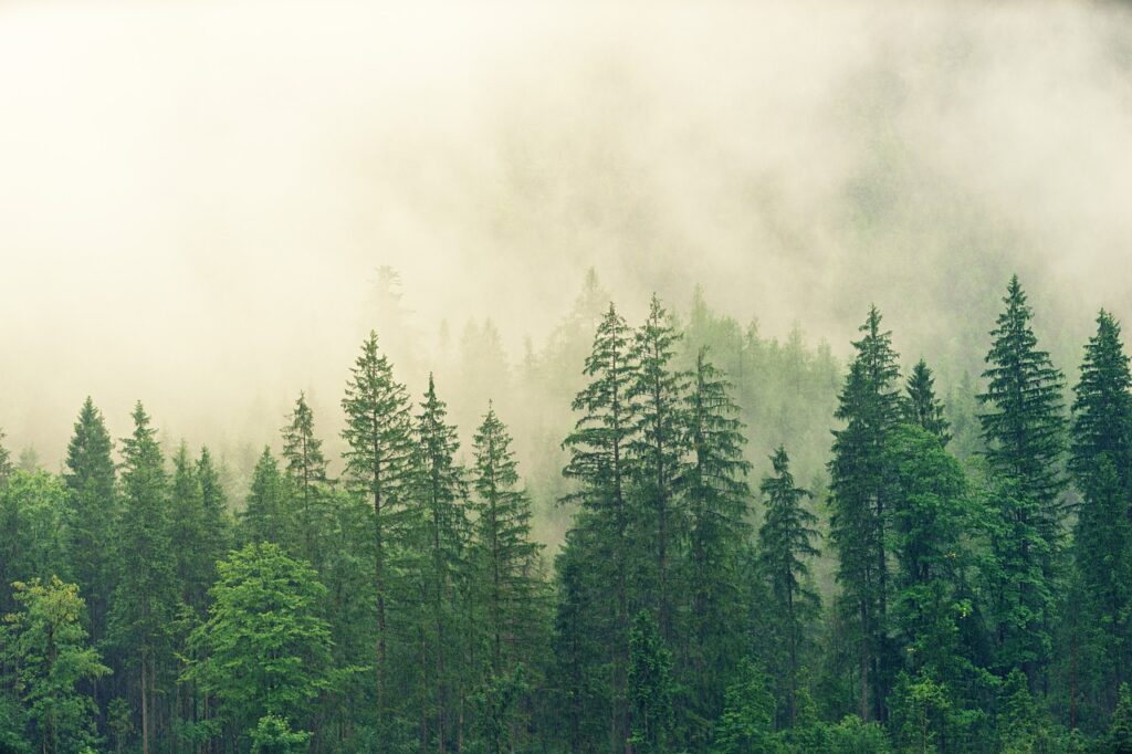forest, trees, beautiful nature-3622519.jpg
